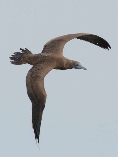 Brown Booby - ML113405711