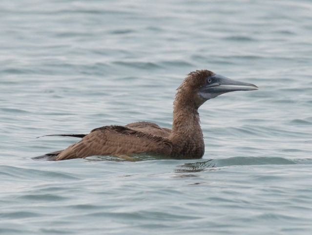 Brown Booby - ML113405731