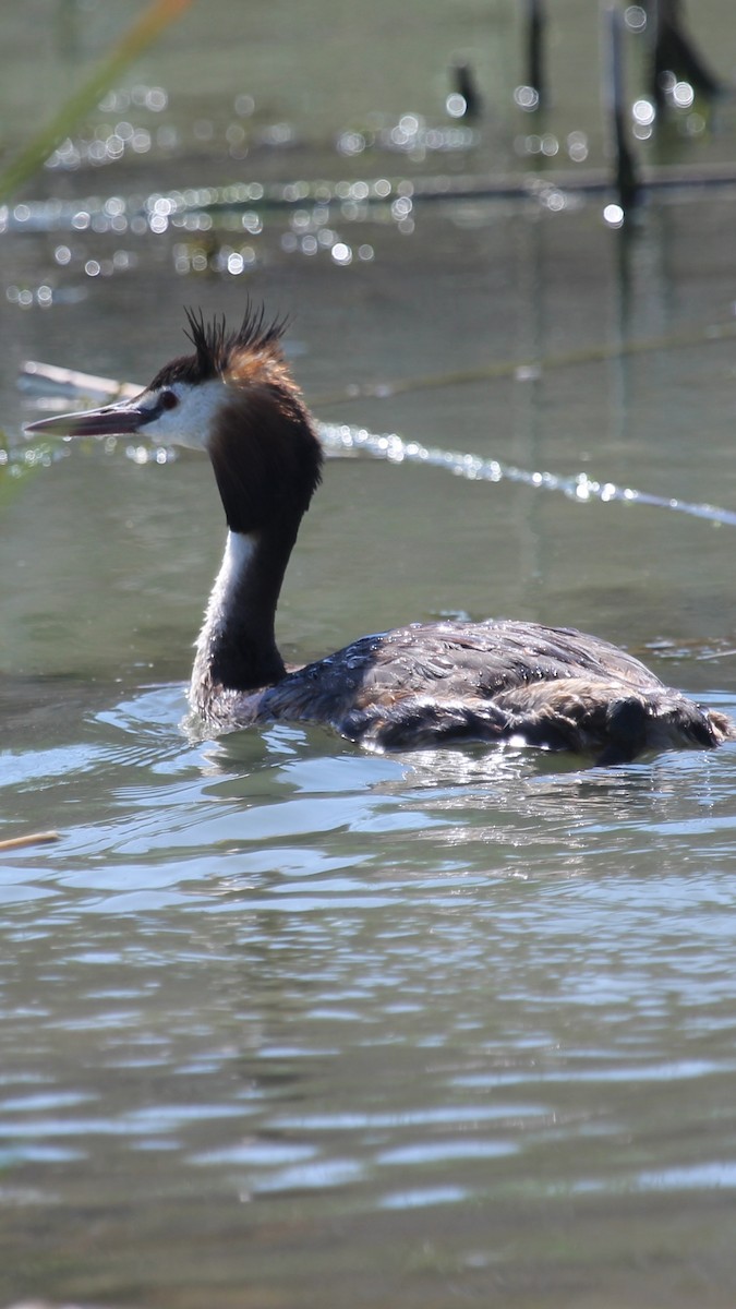 Great Crested Grebe - Serkan  otsar