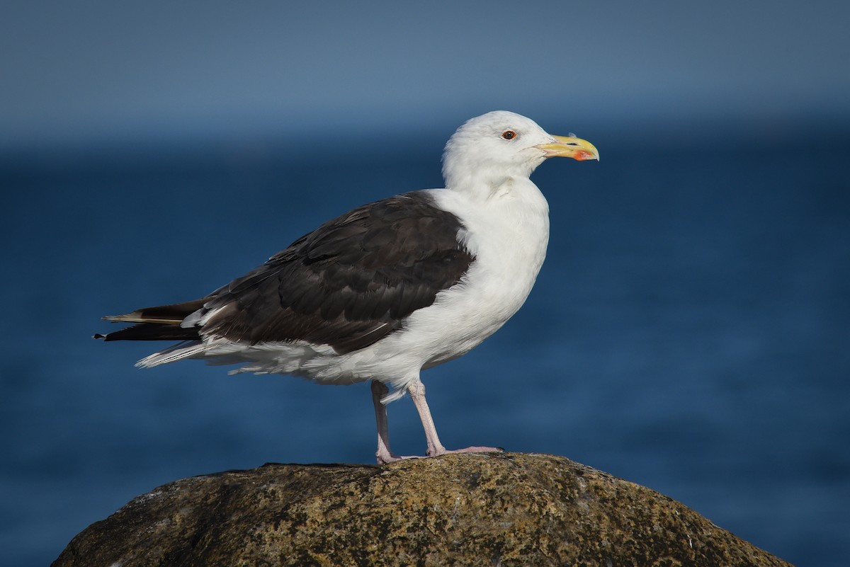 Great Black-backed Gull - ML113406151