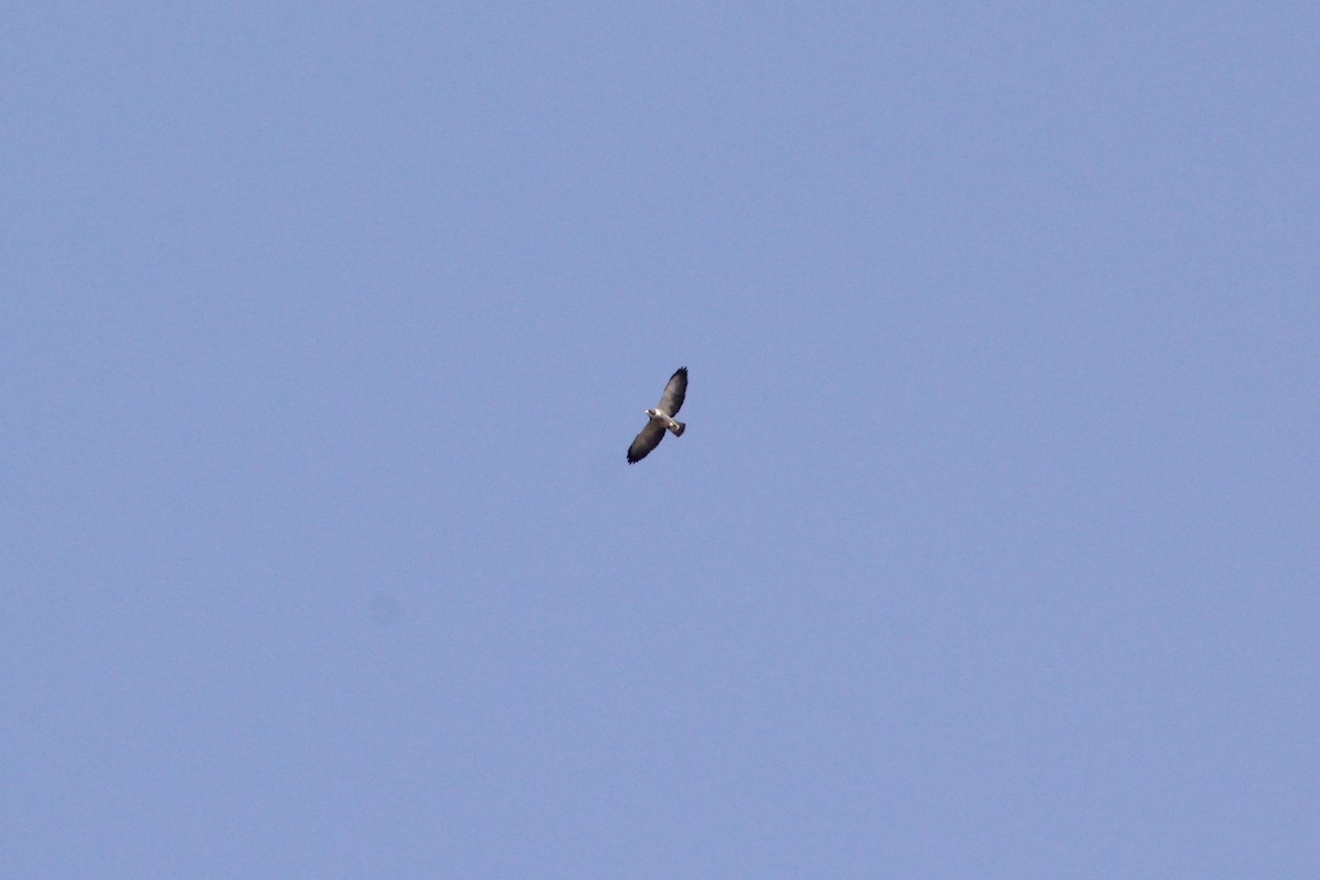 Short-tailed Hawk - ML113406651