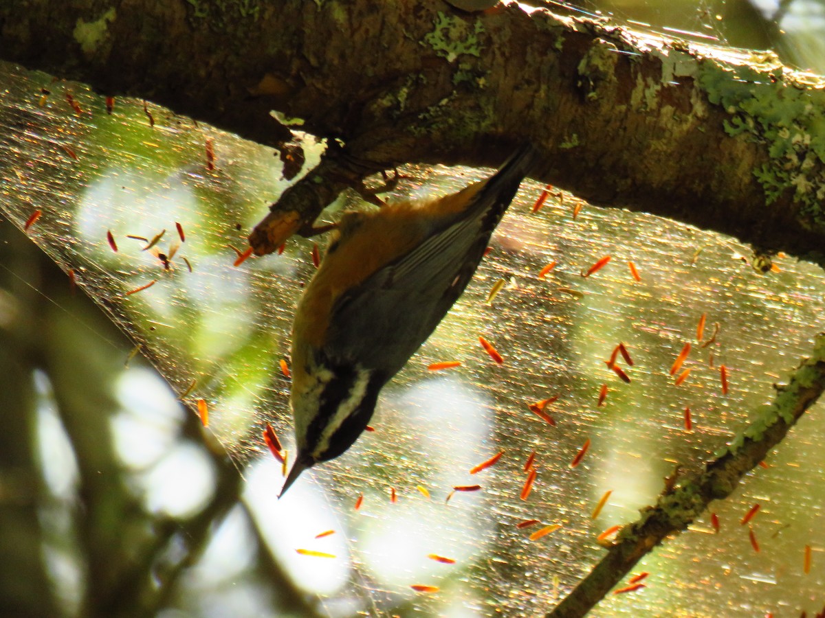 Red-breasted Nuthatch - ML113406891