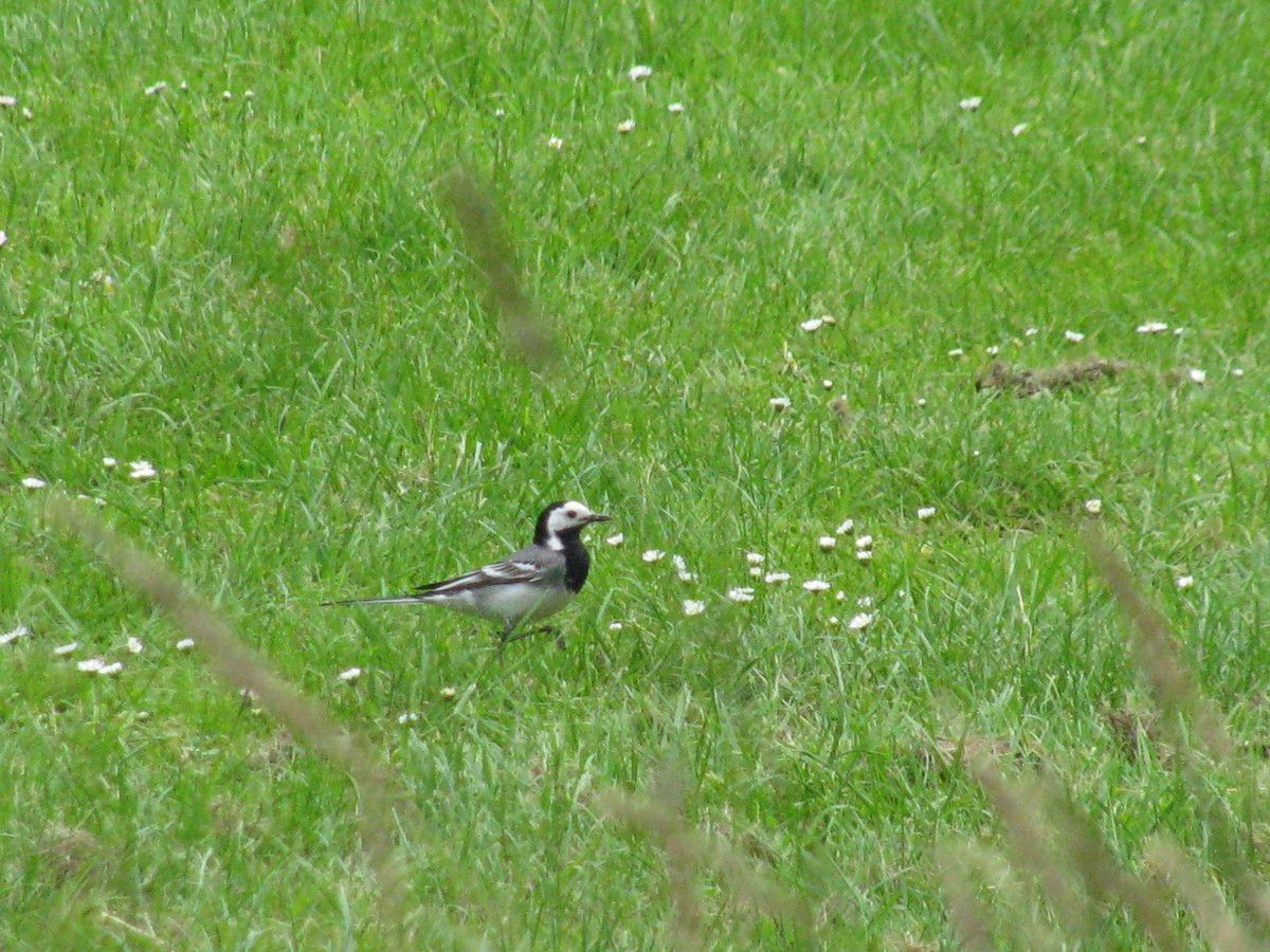 White Wagtail - ML113408421