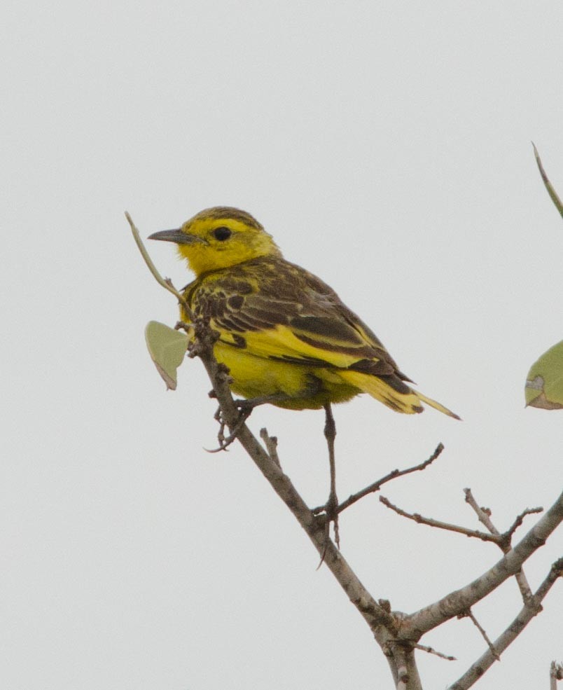 Golden Pipit - Simon Carter