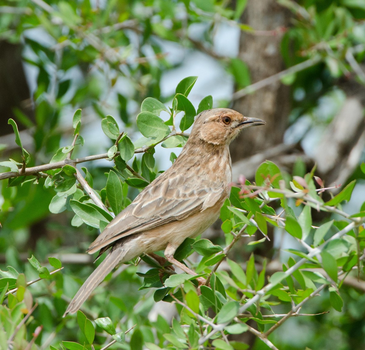 Pink-breasted Lark - ML113409481