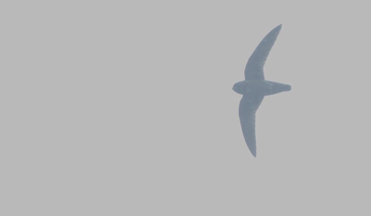 White-chinned Swift - Alex Wiebe