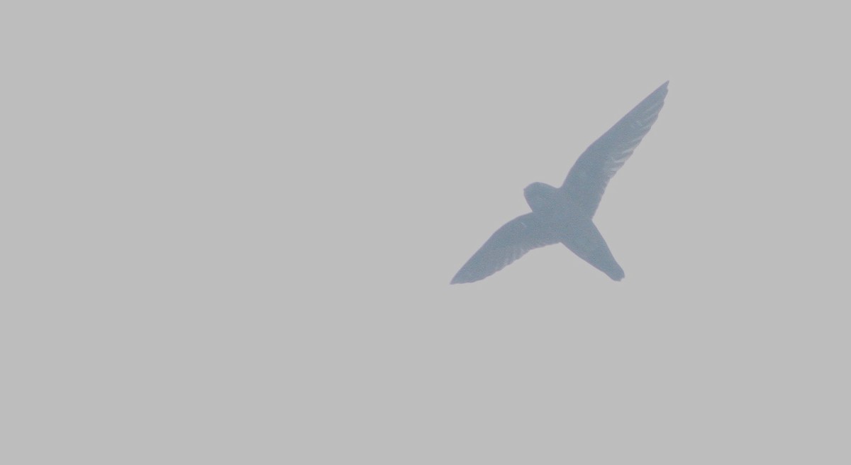 White-chinned Swift - Alex Wiebe