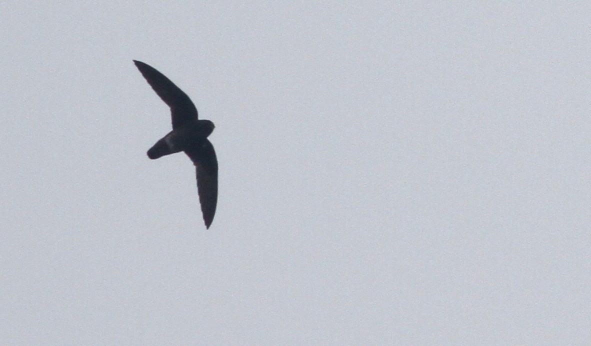 White-chinned Swift - Alex Wiebe