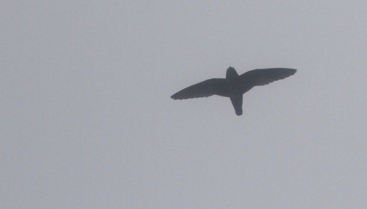 White-chinned Swift - Alex Wiebe