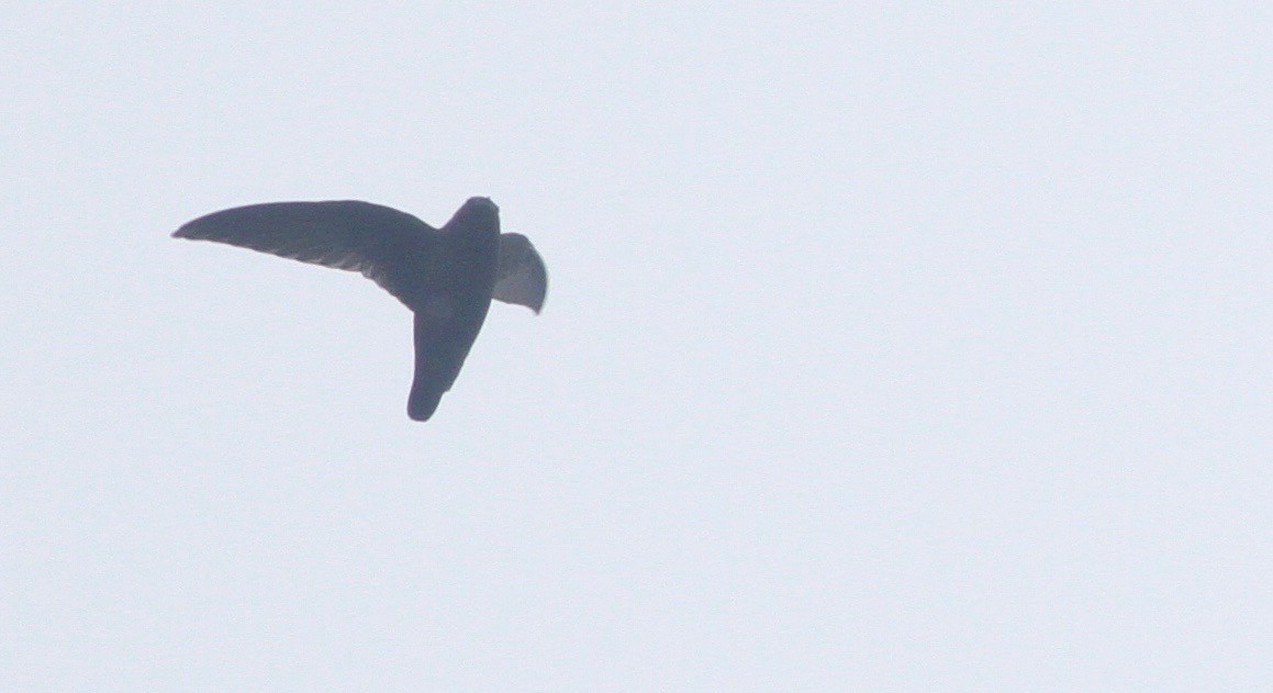 White-chinned Swift - Alex Wiebe