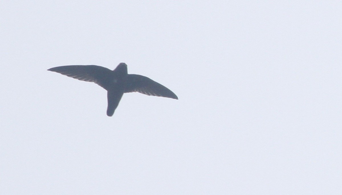 White-chinned Swift - ML113409661