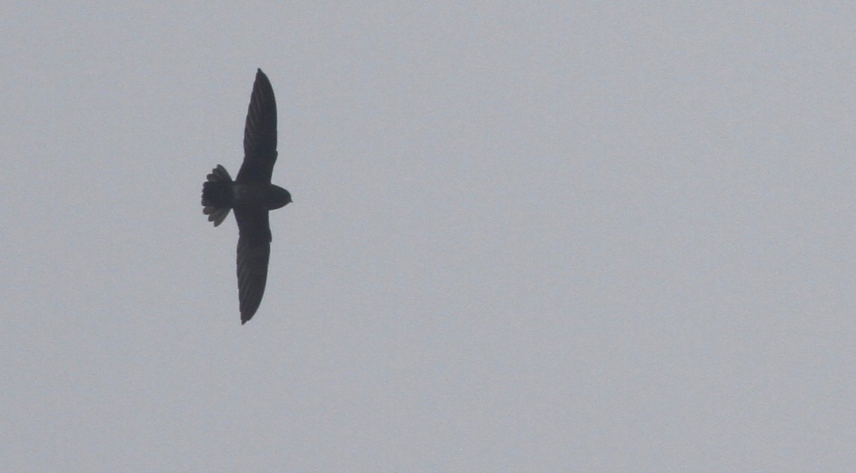 White-chinned Swift - Alex Wiebe