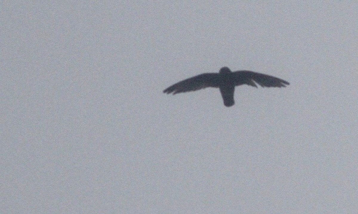 White-chinned Swift - Alex Wiebe