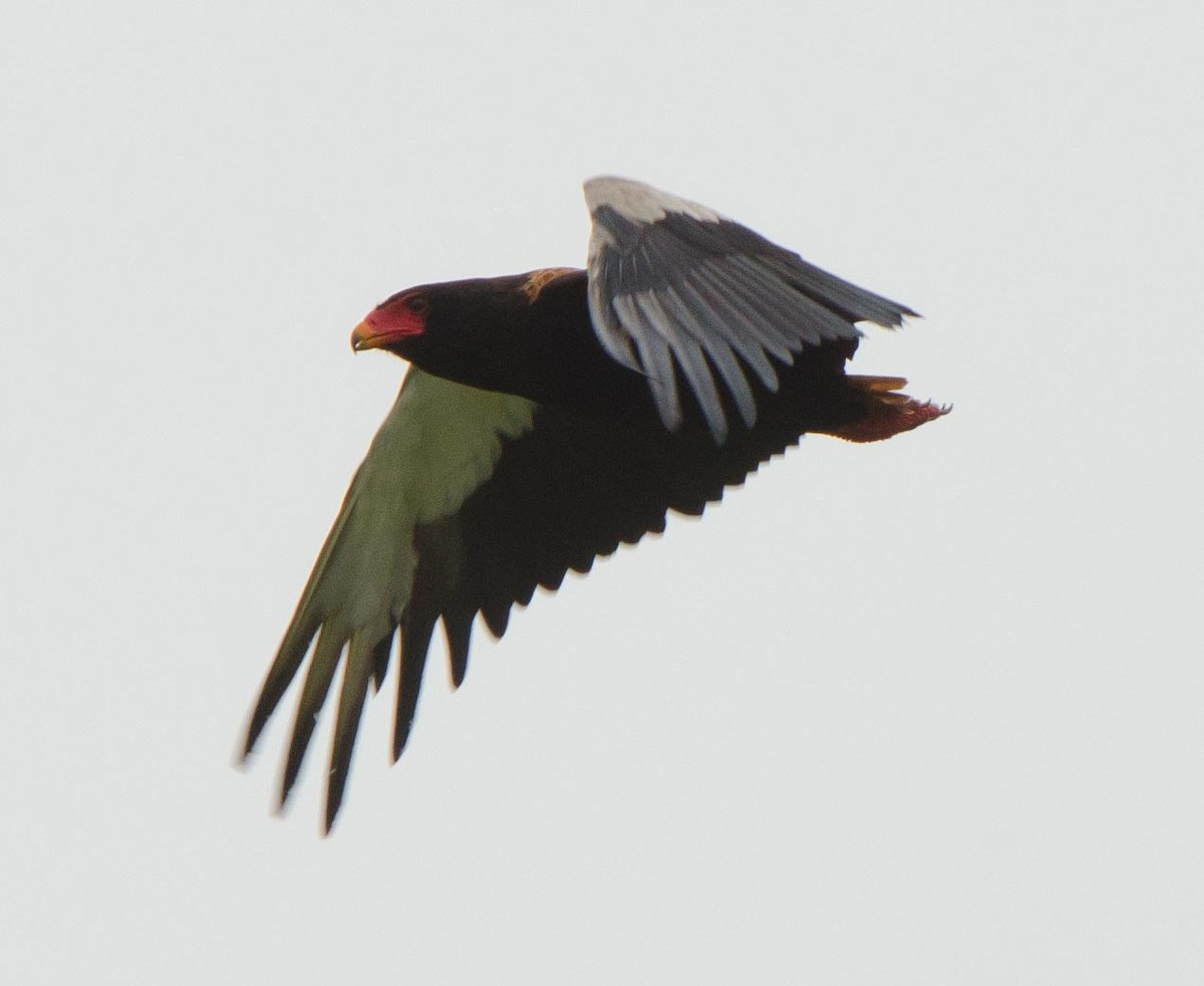 Águila Volatinera - ML113409791