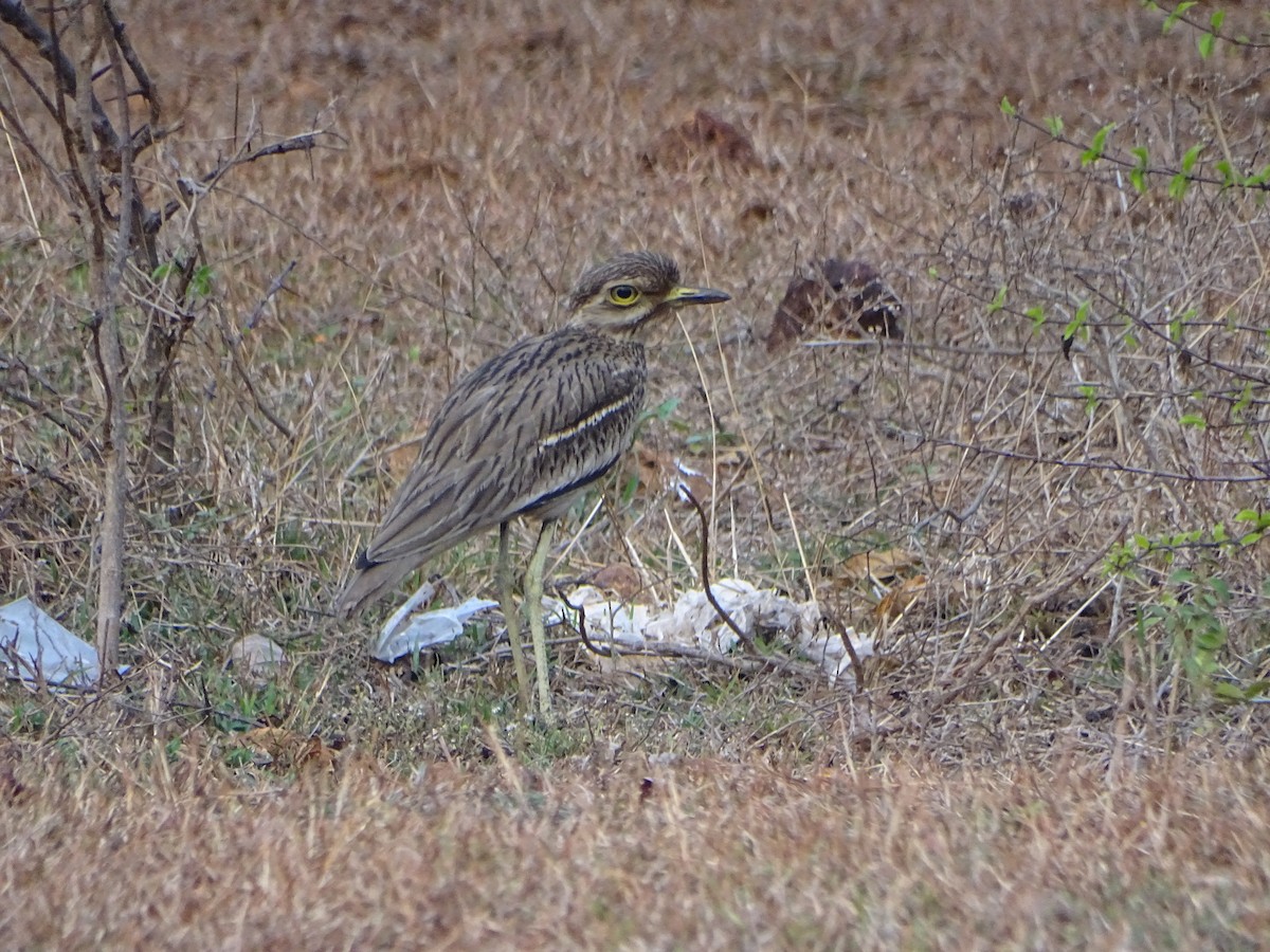 Indian Thick-knee - Vishnu Sreejith