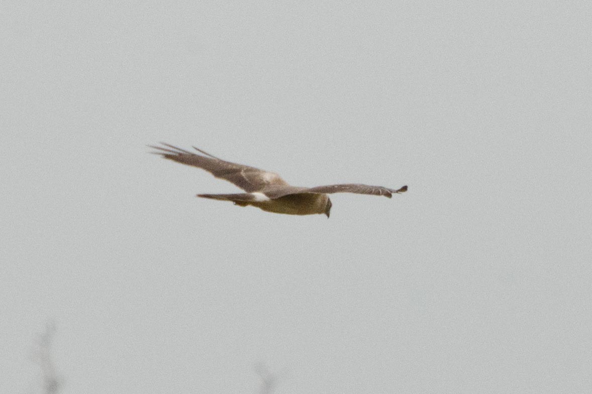 Pallid Harrier - ML113410871