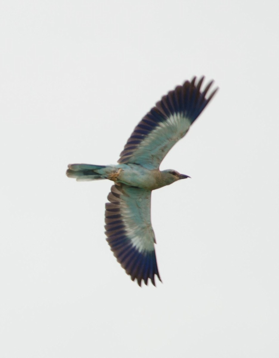 European Roller - Simon Carter