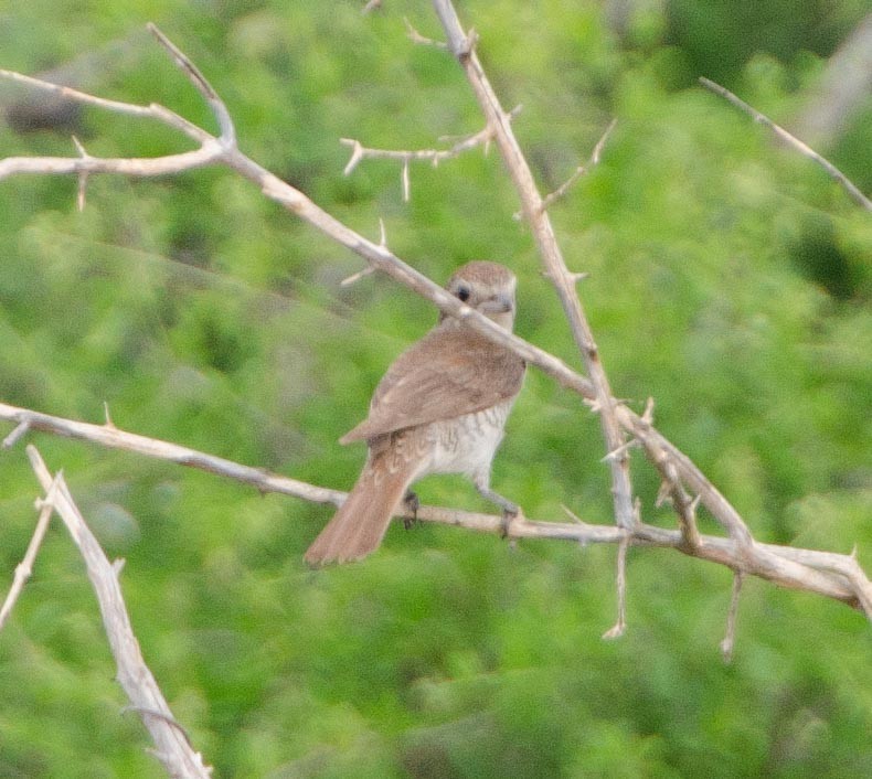 Улбар нуруут дунхай - ML113411341