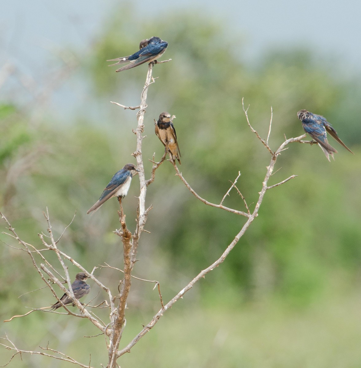 Асрын хараацай - ML113411421