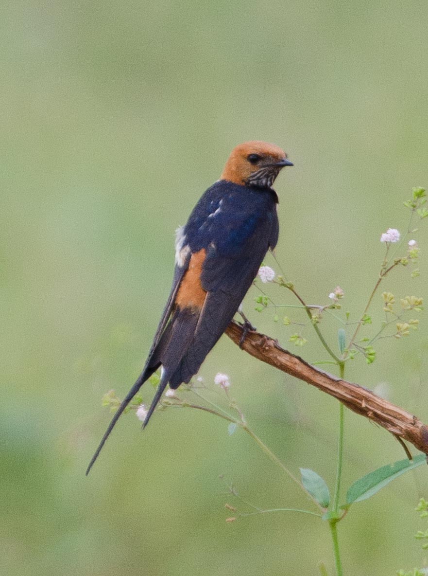 Lesser Striped Swallow - ML113411451