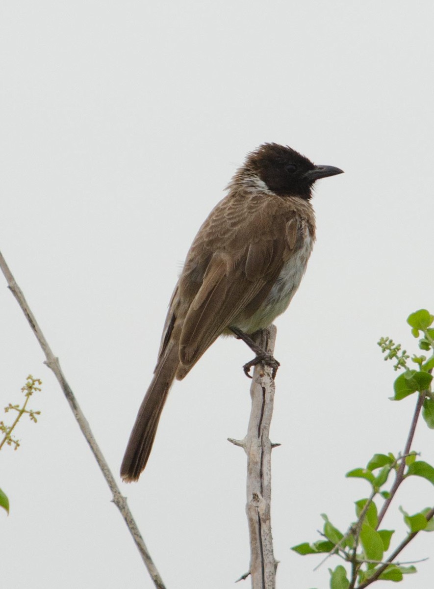 Common Bulbul (Dodson's) - ML113411481