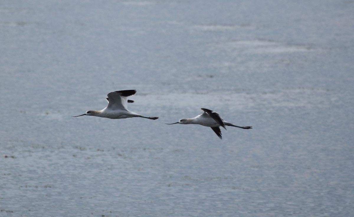 American Avocet - Scott Johnson