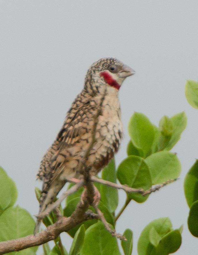 Cut-throat - ML113411541