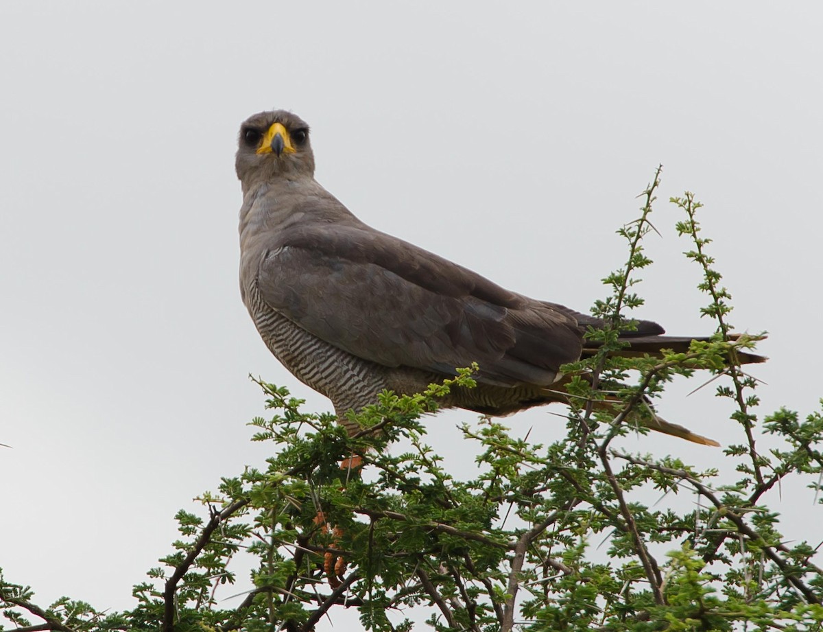 Eastern Chanting-Goshawk - ML113412221