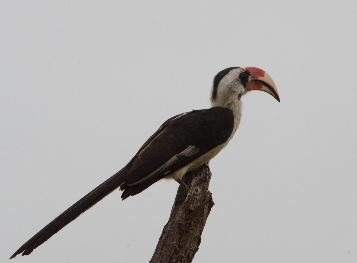 Von der Decken's Hornbill - Simon Carter