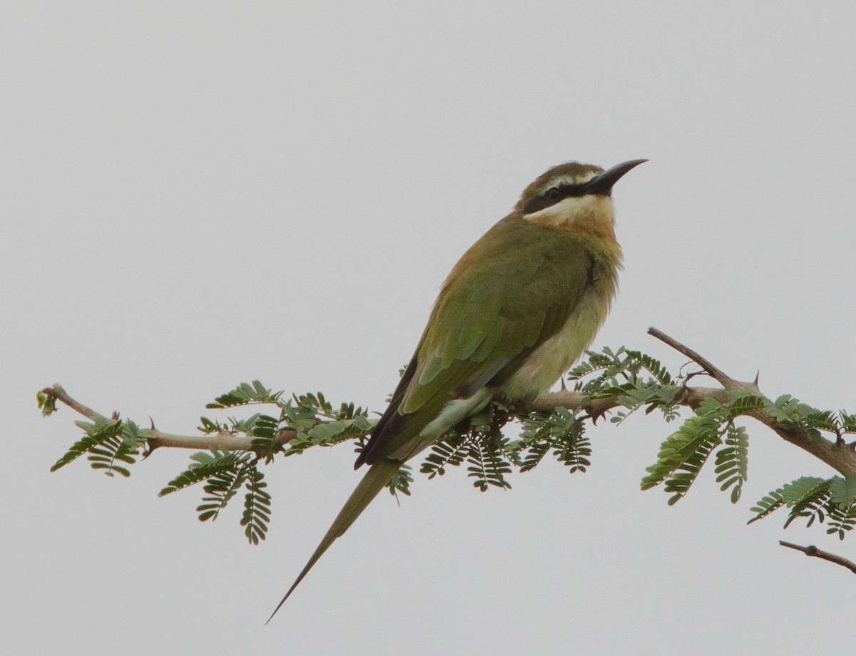 Olive Bee-eater - ML113412281