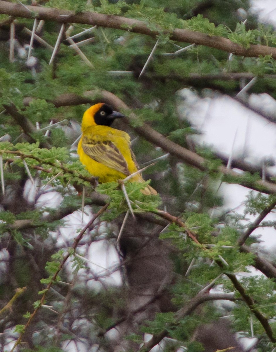 Lesser Masked-Weaver - ML113412361