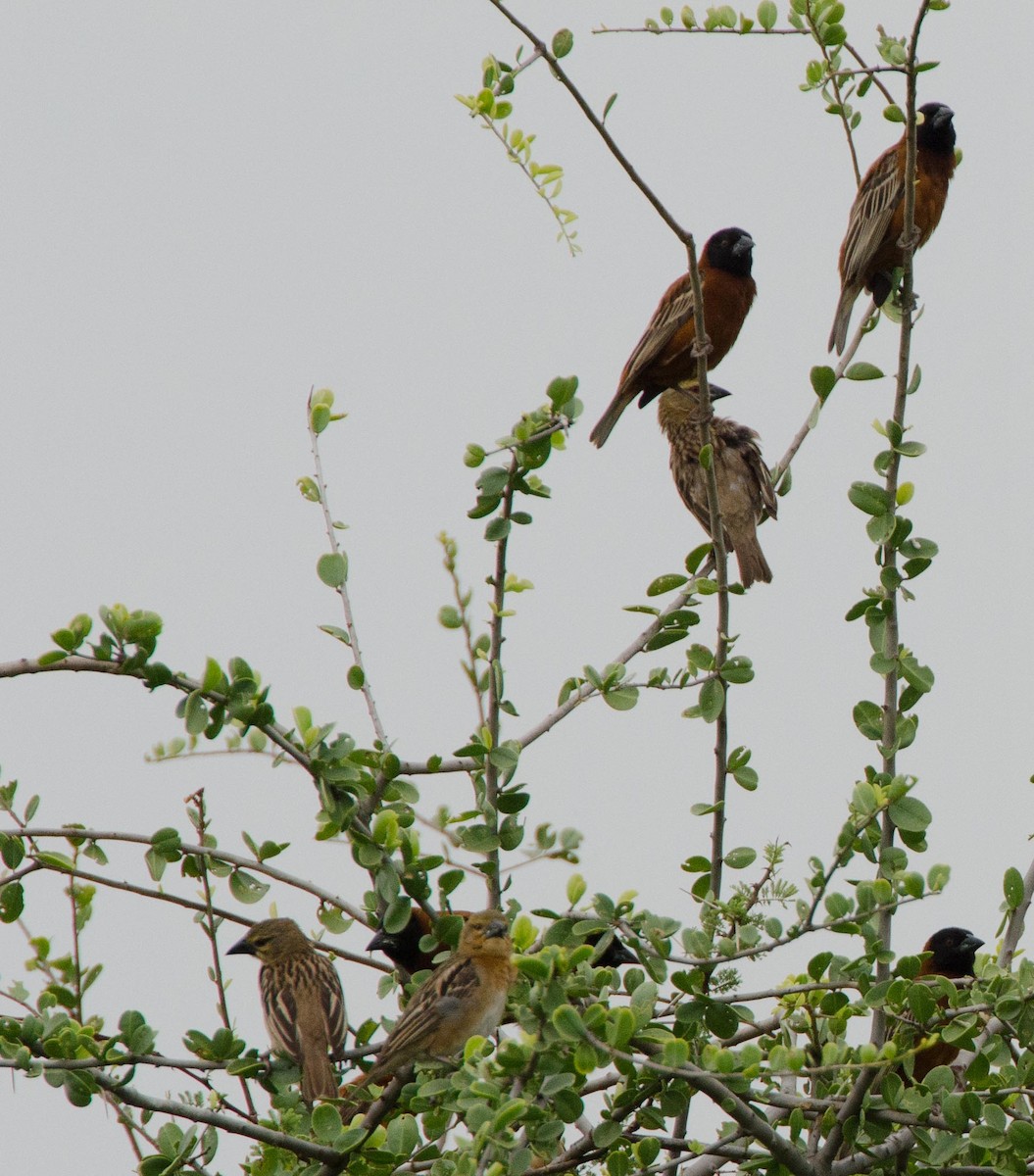 Chestnut Weaver - ML113412411