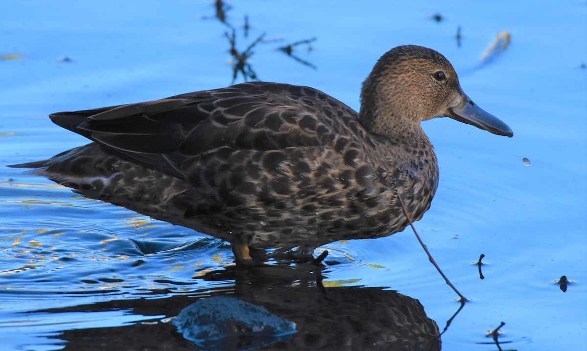 Cinnamon Teal - ML113413081