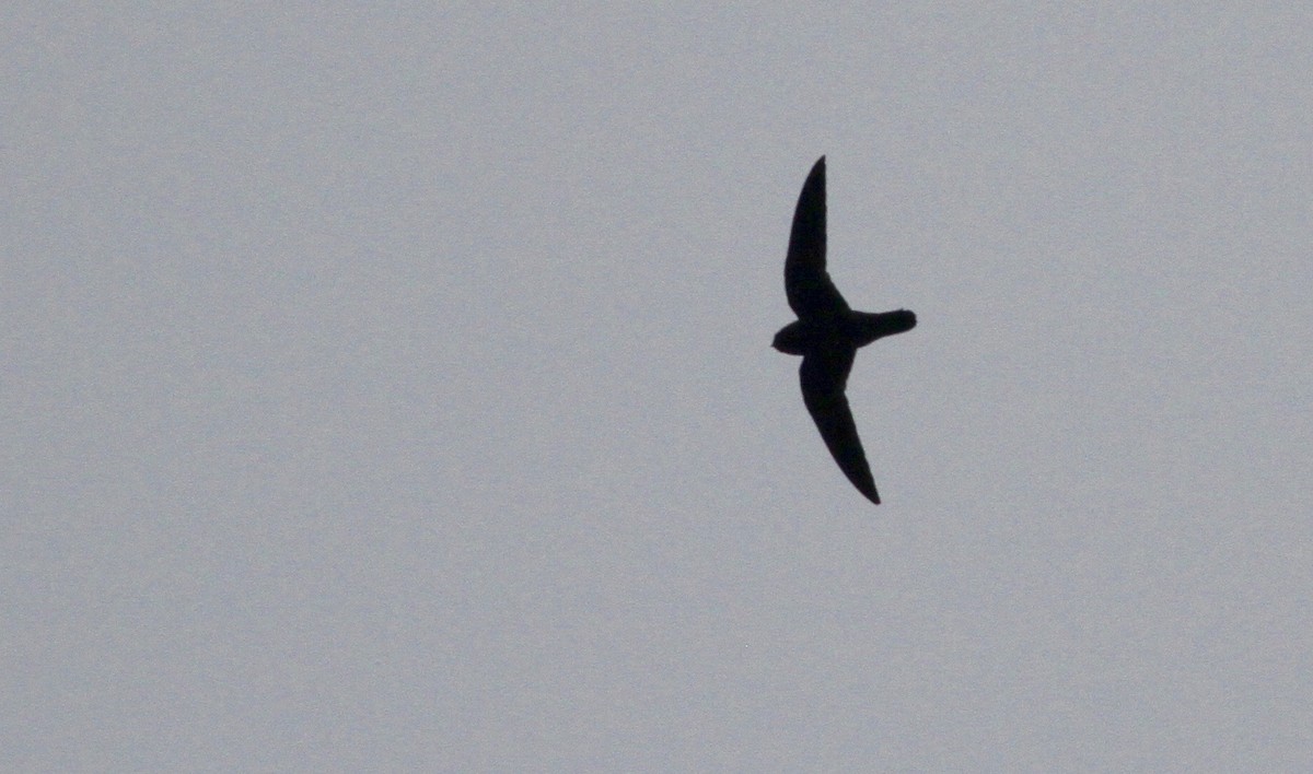 White-chinned Swift - ML113413401