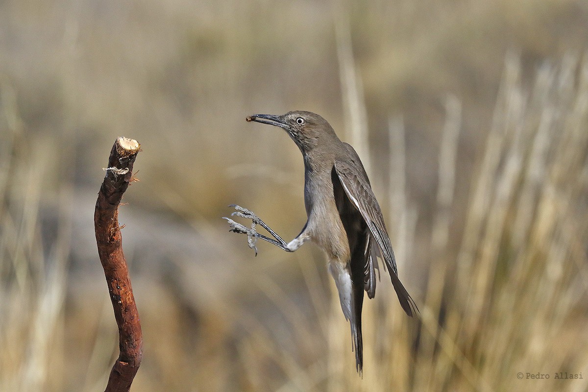 Black-billed Shrike-Tyrant - Pedro Allasi Condo - COAP - COLLAGUA BIRDER