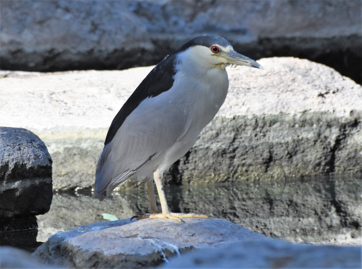 Black-crowned Night Heron (American) - ML113415391