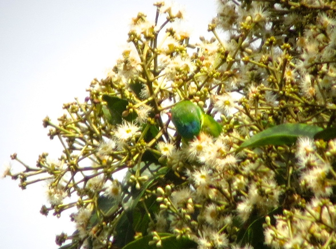 Blue-fronted Lorikeet - Craig Robson