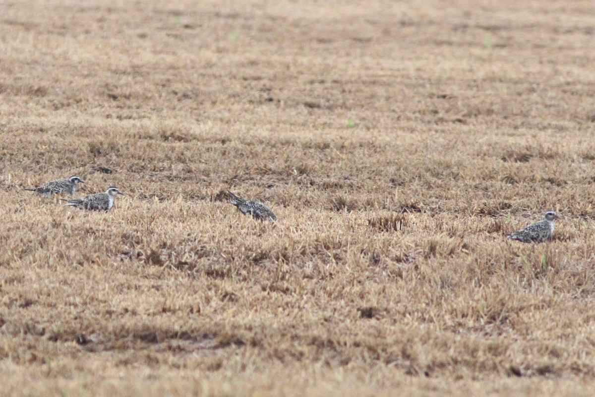 American Golden-Plover - Michael Tate