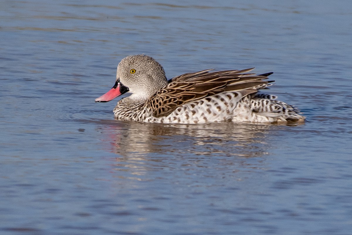 Canard du Cap - ML113421231