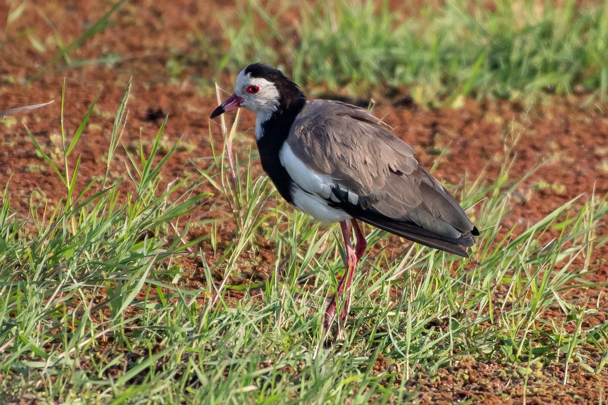 Vanneau à ailes blanches - ML113422601