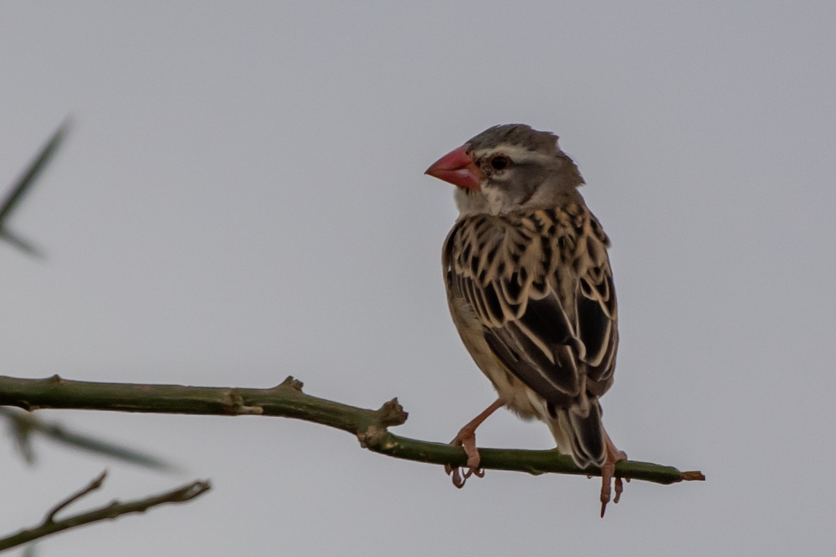 Red-billed Quelea - James Hoagland