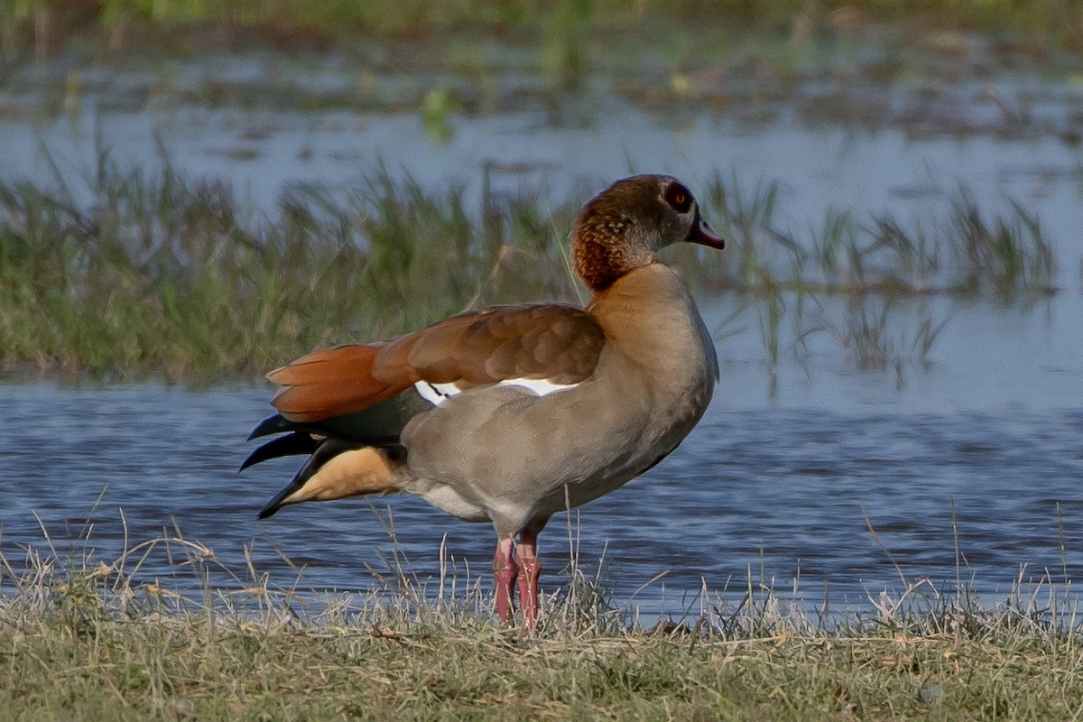 Egyptian Goose - James Hoagland