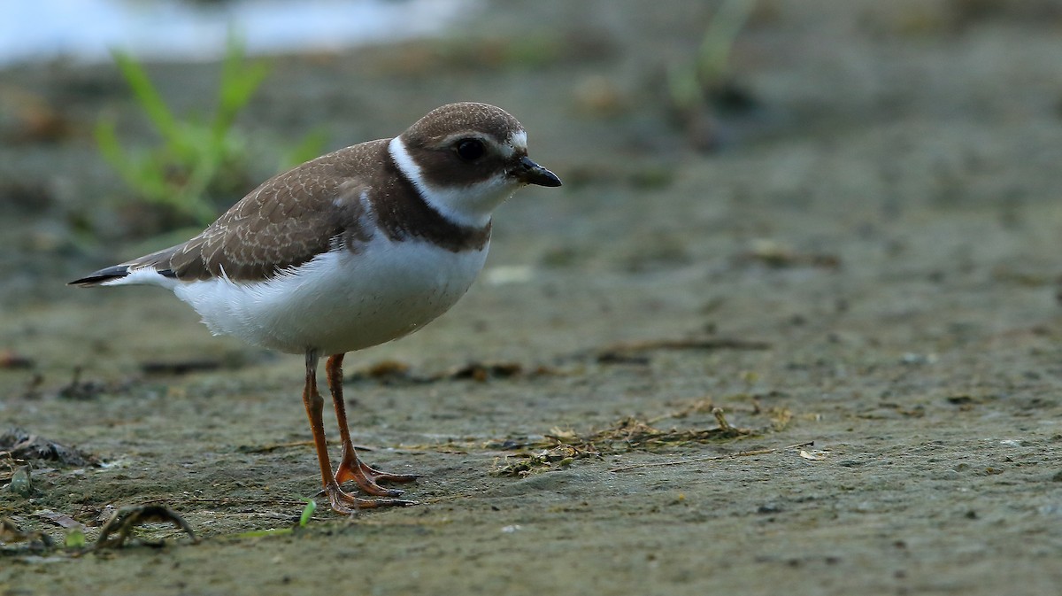 Semipalmated Plover - Serge Rivard