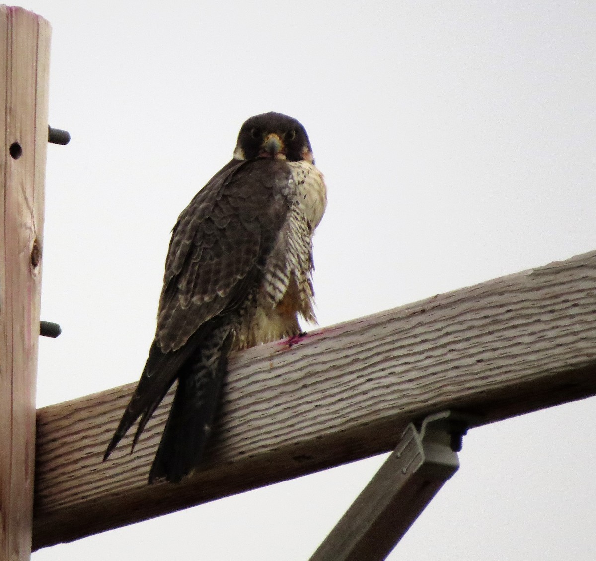 Peregrine Falcon - Lynn Barber