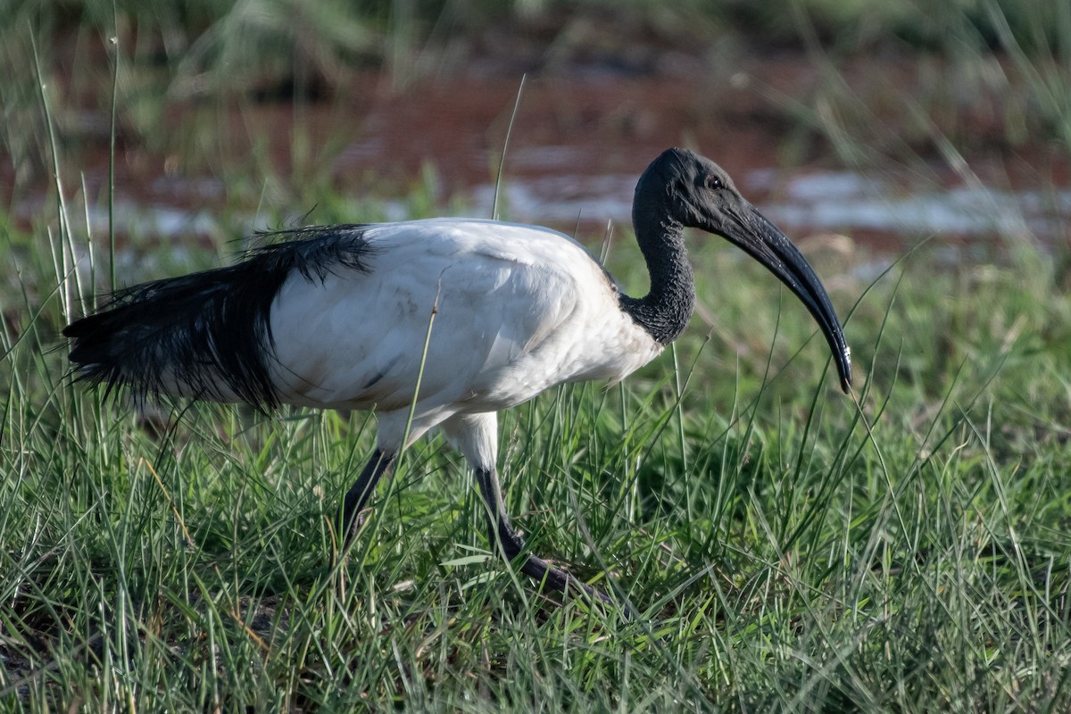 Ibis sacré - ML113425411