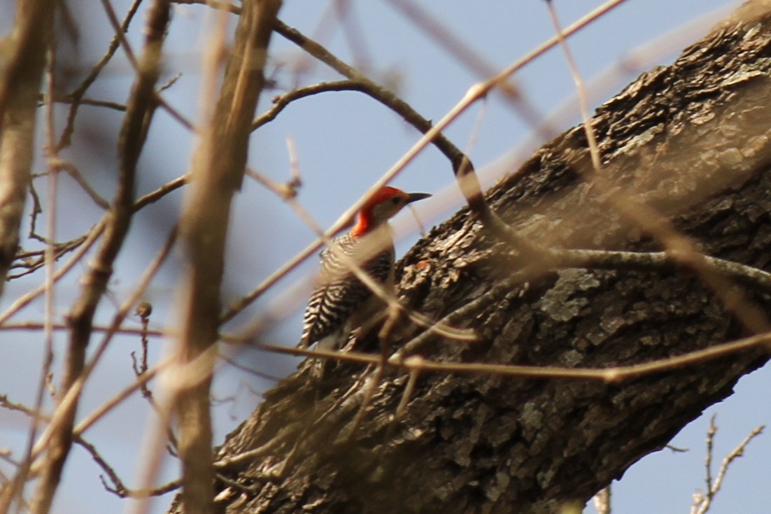 Red-bellied Woodpecker - ML113427291