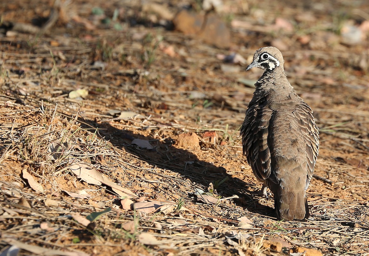 Squatter Pigeon - ML113427751