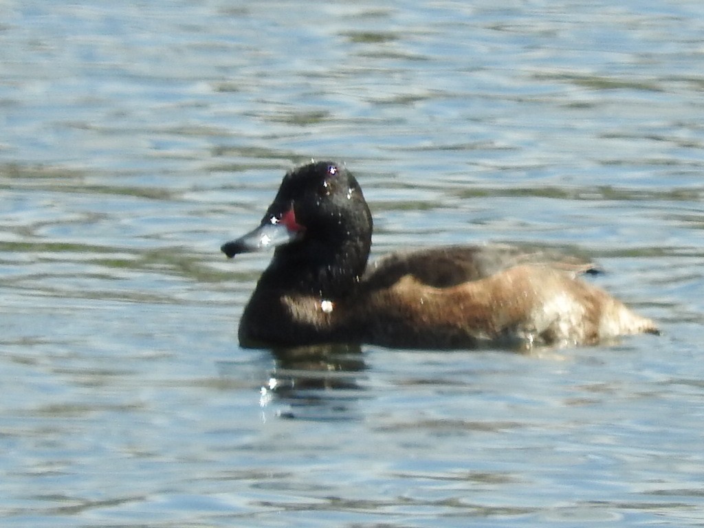 Black-headed Duck - ML113428631