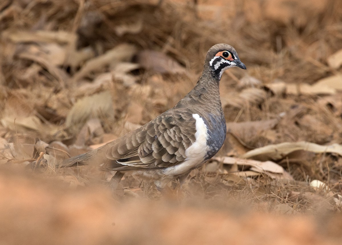 Squatter Pigeon - ML113428701