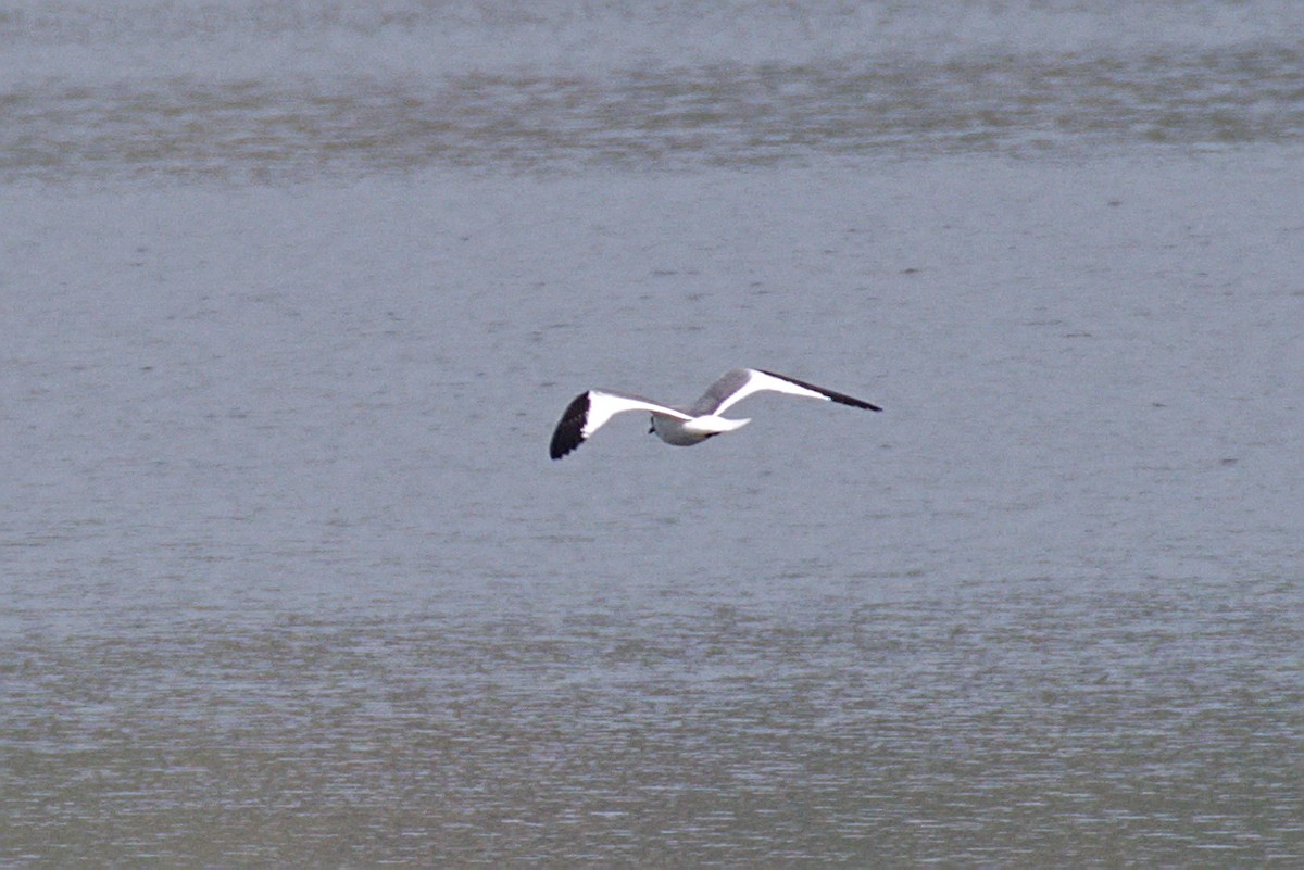 Sabine's Gull - Jack Bowling